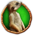 Meerkat