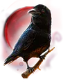 Raven