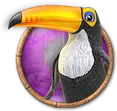 Toucan