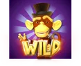 Wild Monkey