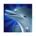 The Dolphin